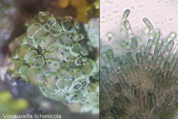  vouauxiella lichenicola